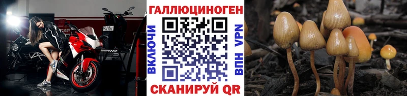 купить наркотик  Куровское  Галлюциногенные грибы Psilocybine cubensis 